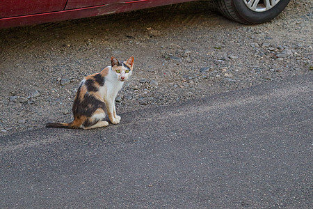 黑白流浪猫 街头动物 皮毛上有补丁 坐在沥青上宠物倾倒垃圾孤独小猫野猫街道哺乳动物城市团体图片