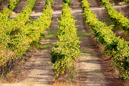 澳大利亚农村地区葡萄酿酒区葡萄园种植的葡萄 葡萄图片