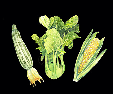 在黑色背景上隔离的一组新鲜绿色蔬菜 西葫芦 卷心菜大头菜 带叶的玉米芯 手绘水彩插图 写实艺术 植物画图片