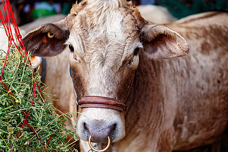 在判断前特写显示的牛牛 Cow动物绳索竞赛国家游乐场农场市场班级牧场咀嚼图片