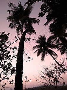 夜里 棕榈树的背影图片
