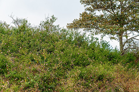 在澳大利亚雨林中传播有毒的兰塔纳杂草扩散图片