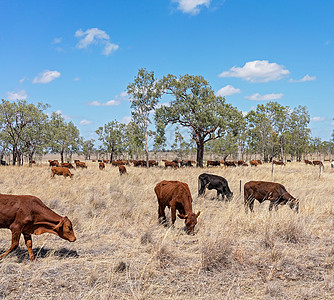 澳洲公路边的牛群放牧区奶牛旅行农业犊牛车站库存窗户育肥动物农场图片