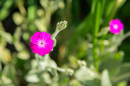 小紫色花朵在夏天盛开 原因或背景图片