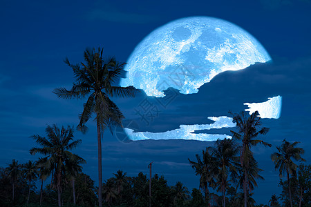 超级丰收的蓝色月亮和圆周花椰子树图片