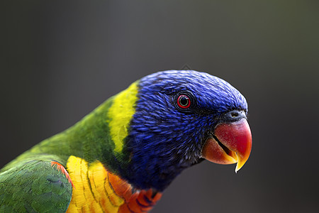 充满活力的澳大利亚彩虹鹦鹉图片