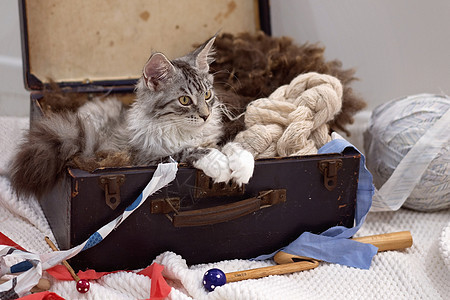 缅因·孔 Kitten坐在一个手提箱中图片