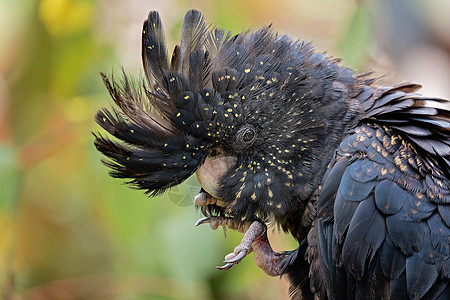 澳大利亚 黑蟑螂鸟黑色红尾森林濒危圆点宠物林地女性热带桉树图片