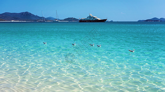 海鸥在澳大利亚白硅沙滩的清蓝水中游泳障碍爬坡进口旅游假期旅行热带蓝色海岸线海洋图片