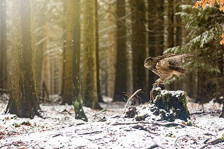 棕猫头鹰正降落在雪林里的树桩上图片