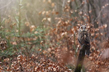 长毛猫头鹰坐在树桩上季节打猎顶峰天气翅膀动物捕食者羽毛荒野眼睛图片