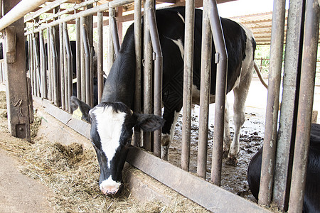牛在农场吃干草 在奶牛棚的奶牛农场牛奶牧场哺乳动物牛肉谷仓工业乡村奶制品场地生产图片