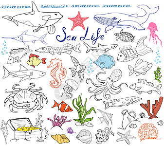 大海洋生物动物手绘素描集 鱼 鲨鱼 章鱼 星 螃蟹 鲸鱼 乌龟 海马 贝壳和字母的涂鸦 隔离珊瑚卡通片收藏海洋绘画食物插图草图刻图片