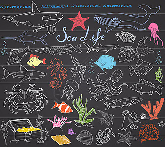 手绘鱼大海洋生物动物手绘素描集 鱼 鲨鱼 章鱼 海星和螃蟹 鲸鱼和海龟 海马和贝壳以及刻字在黑板上的涂鸦海洋珊瑚食物艺术收藏海鲜木板胸背景