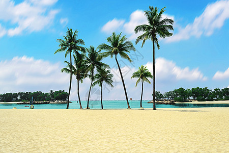 一群椰子树和海滩上的白沙子假期天堂棕榈海洋团体热带情调海岸海景异国图片