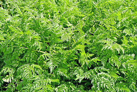 彩色野生香料芳香烹饪荒野味道叶子枝条植物群植物美食蔬菜图片