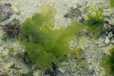 蓝水中的海草背景 绿草沙底 绿色草底 清水藻类波浪河床海洋杂草潜水栖息地植物群地面全景图片