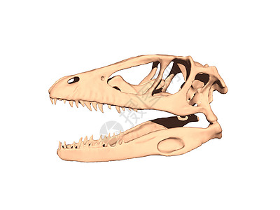 有牙齿的索里亚人头骨颅骨骨骼下颌动物眼窝骨头捕食者棕色图片