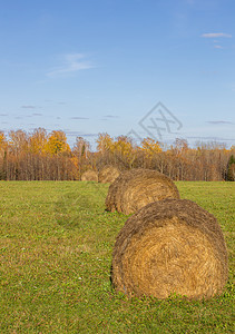 秋天在田里露出一圈干草天空草垛生长牧场金子收获玉米农场蓝色森林图片