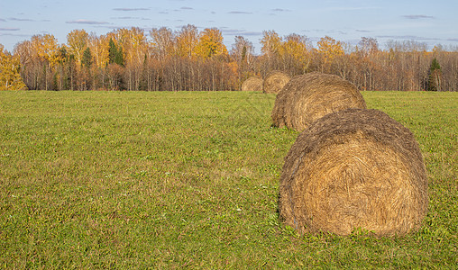秋天在田里露出一圈干草生长草垛金子土地牧场收成圆圈植物农村稻草图片