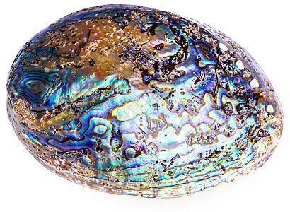 白色的波兰波巴鲍鱼贝壳宏观蓝色裂缝宝石珍珠母海洋首饰宝藏曲线海浪图片