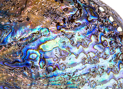 白色的波兰波巴鲍鱼贝壳宝石宝藏曲线首饰宏观裂缝海浪鲍鱼海洋紫色图片
