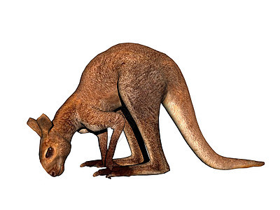 澳洲袋鼠跳过大草原 穿过大草原耳朵尾巴巨足类毛皮图片