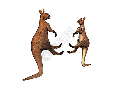 澳洲袋鼠跳过大草原 穿过大草原耳朵巨足类毛皮尾巴图片