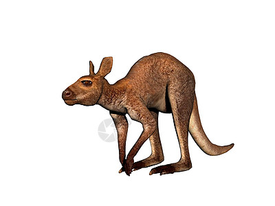 澳洲袋鼠跳过大草原 穿过大草原巨足类毛皮尾巴耳朵图片