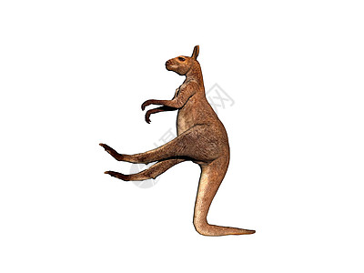 澳洲袋鼠跳过大草原 穿过大草原尾巴耳朵巨足类毛皮图片