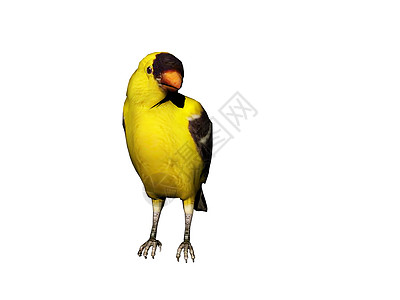 松鸟在找食物黄色红色条纹翅膀苍蝇爪子鸣禽黑色衣裙金莺图片