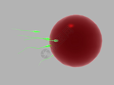 蛋细胞由精子施肥繁殖生物科学精细胞分娩卵细胞药品图片