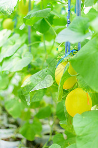 农场里新鲜的金甜瓜植物食物种植农业温室水果生长收成热带叶子图片