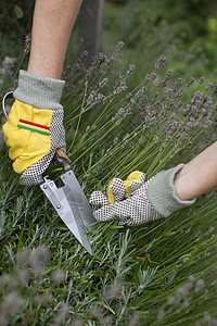 用手套和剪剪剪在花园里 准备和打造一个熏衣草丛图片