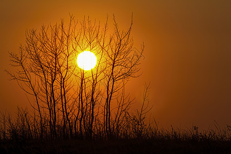 美丽的夕阳与树影植物天空日落日出晴天季节太阳薄雾叶子黑暗图片