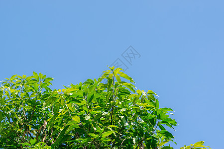 芒果树叶食物绿色环境天空情调健康花园农场异国叶子图片