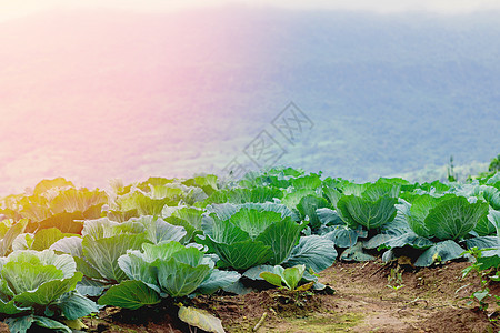 山上长的白菜收成蔬菜花园饮食叶子生长食物沙拉季节农场图片