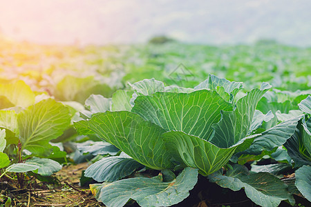 山上长的白菜食物季节叶子花园饮食生长收成农场沙拉植物图片