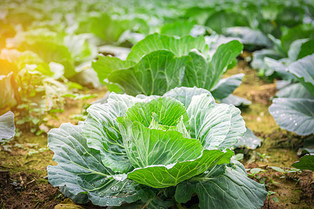 闭合绿色卷心菜头生长蔬菜花园饮食收成农场食物叶子季节沙拉图片