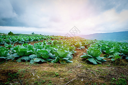 山上长的白菜农场叶子饮食沙拉收成花园季节食物蔬菜生长图片