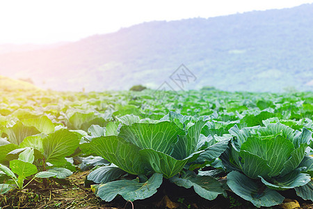 山上长的白菜饮食花园收成沙拉季节食物蔬菜植物生长叶子图片