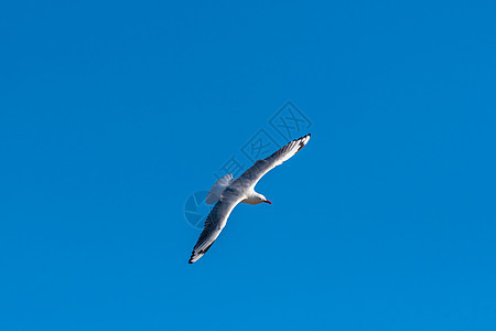 蓝天空背景的单海鸥飞行鸟类海岸海鸟动物天空野生动物自由荒野动物群钓鱼图片