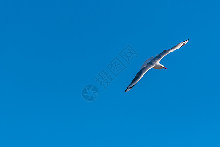 蓝天空背景的单海鸥飞行海鸟蓝天鸟类空气太阳钓鱼翼展翅膀野生动物荒野图片