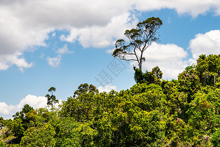 从高速公路上看到澳洲雨林在库兰达的景象图片