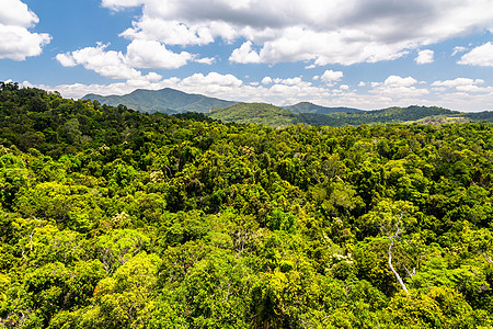 库兰达澳洲雨林最佳景象土著冒险植物丛林森林风景旅游观光国家叶子图片