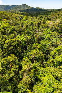 库兰达澳洲雨林最佳景象丛林全景植物公园冒险天轨运输热带土著观光图片