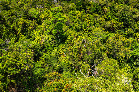 库兰达澳洲雨林最佳景象索道闲暇环境冒险丛林热带植物天轨假期旅游图片