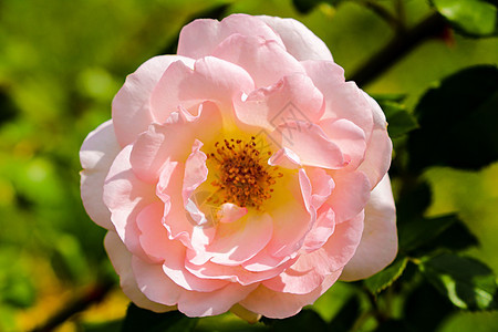 在阳光明媚的一天 花园里美丽的亮丽玫瑰植物庆典花环植物群衬套叶子食物花瓣花束图片
