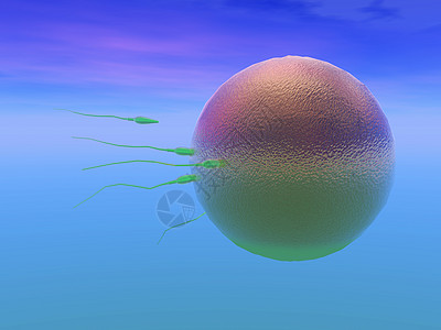 蛋细胞由精子施肥繁殖药品生物卵细胞科学分娩精细胞图片