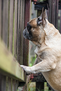 法国斗牛犬在木栅栏上笨蛋节孔木头犬类守护房子安全伙伴宠物斗牛犬图片